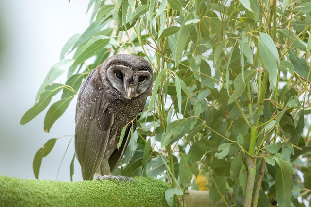 Great return to the wild for sooty owl