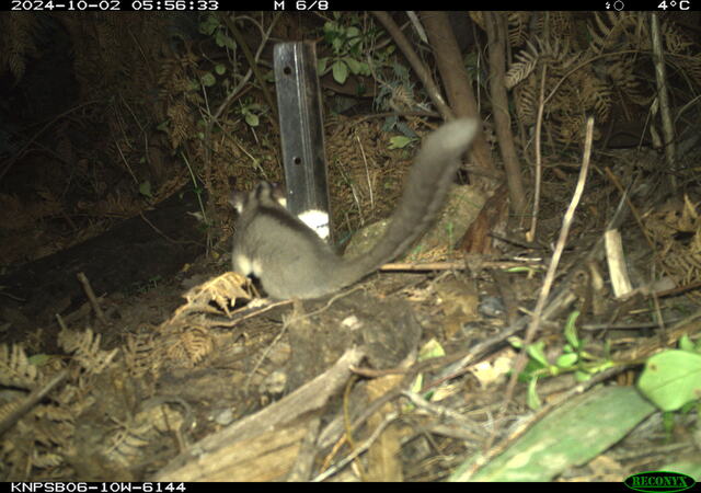 Landmark find as Leadbeater’s Possum discovered in New South Wales