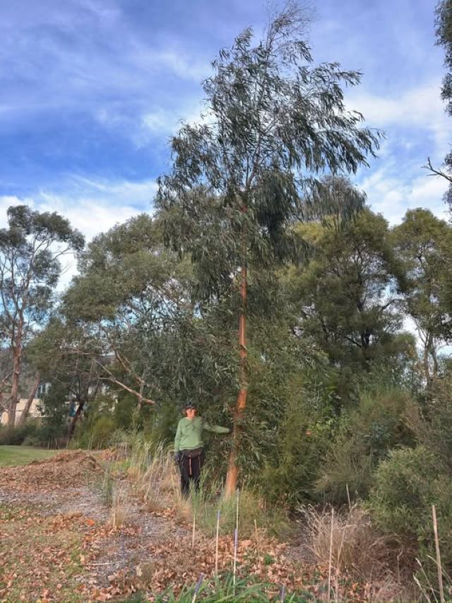 Community plant out approaches