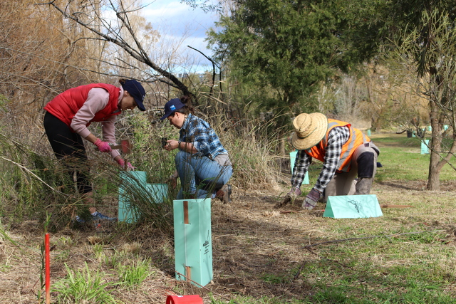 Healthy Cities Landcare Grants return to fund tree planting in urban communities