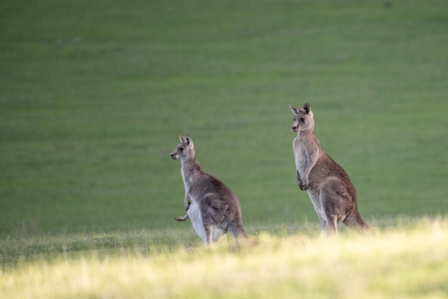 Phalaris staggers, a threat to kangaroos, appears in Yarra Ranges