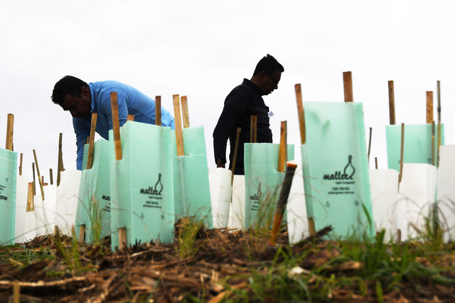 Dig in and swap out: trees for weeds returns to Emerald this September