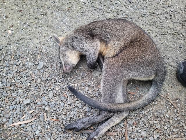 Council focuses on wildlife safety on Wellington Rd
