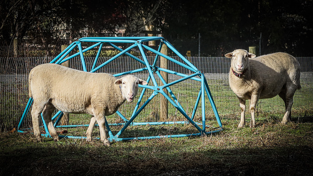 What to do when you see stray livestock