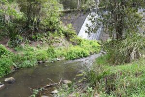 Community gathers for platypus spotting at Belgrave Lake