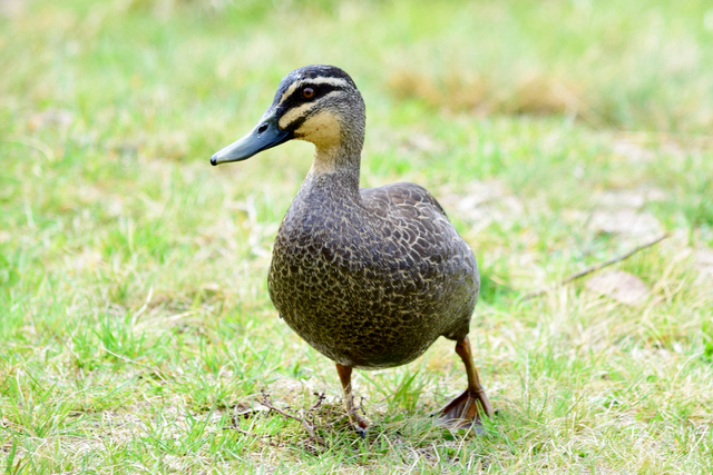 Wildlife organisations say State Government missed the mark on Act reforms