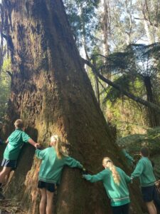 Tree-mendous 30th anniversary