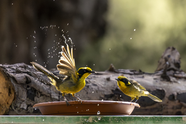 Project to save local endangered species wins national award