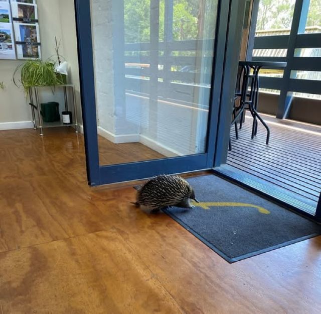 Echidna on the hunt for dream house