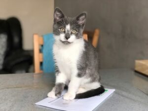 75 per cent discount on new pet registrations