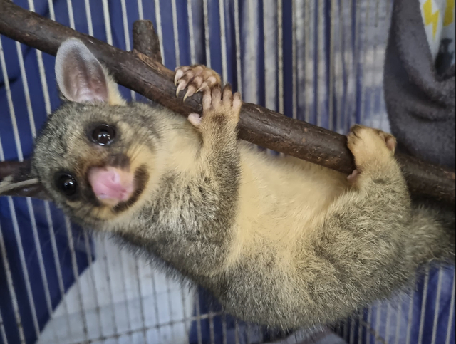 Harmful ‘forever chemicals’ found in our much-loved marsupials