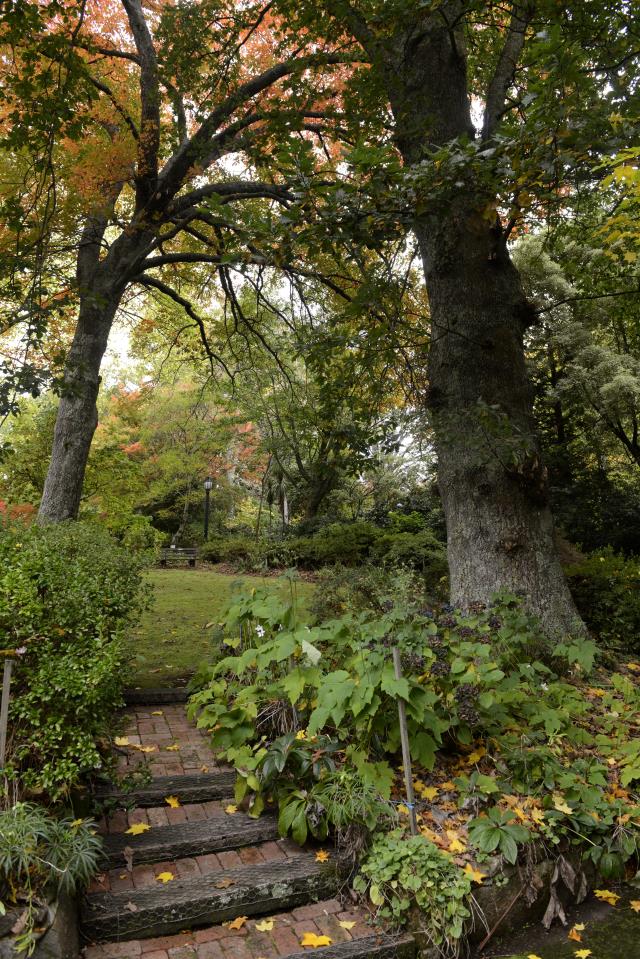 Two Dandenong Ranges gardens claim first spots on new Monopoly edition