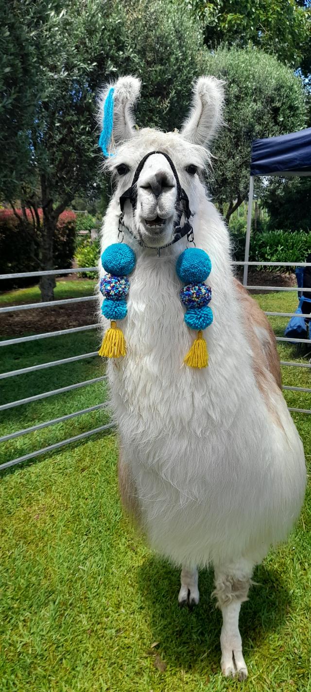 Rainy weekend at the lavender Festival 2025